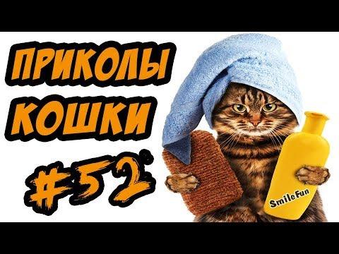 Смешные Кошки Коты ДО СЛЁЗ Видео Приколы с Котами Кошками 2017