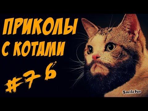 Смешные кошки и коты 2017 Приколы с котами и кошками 2017 Funny Cats Compilation