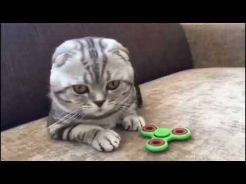 СМЕШНЫЕ КОШКИ И КОТЫ 2017.06.16 ФОТО ВИДЕО КАРТИНКИ ПРИКОЛЫ ДО СЛЕЗ