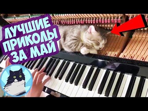 ЛУЧШИЕ ПРИКОЛЫ ЗА ВЕСЬ МАЙ 