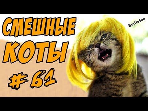 Смешные Коты и Кошки 2017 Приколы С Котами ДО СЛЁЗ Funny Cats