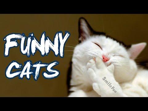 Смешные коты 2017 Приколы с Котами ДО СЛЁЗ Funny Cat Videos