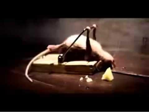 супер смешная реклама про сыр смеялся весь день