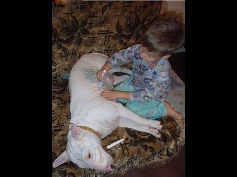 Прикольные картинки Подборка смешных фото выпуск 37