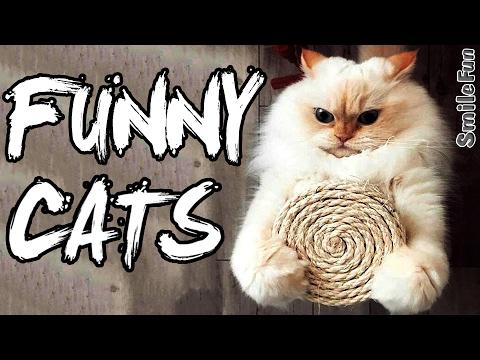 Приколы с котами и кошками 2017 Смешные Коты ДО СЛЕЗ