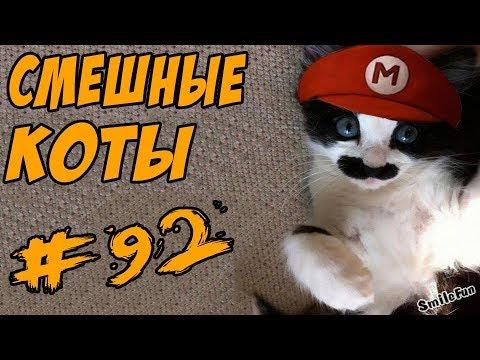 Смешные кошки и коты Приколы про кошек и котов ТОПовая ПОДБОРКА 2017 Funny Cats Compilation